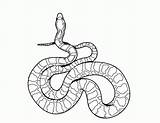Rattlesnake Popular sketch template