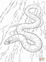 Snake Coloring Pages Snakes Viper Drawing Python Kingsnake Scarlet King Mamba Realistic Print Color Sheets Tree Green Supercoloring Large Printable sketch template