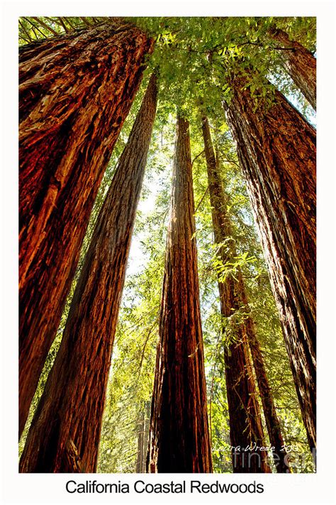 California Coastal Redwoods Photograph By Artist And Photographer Laura