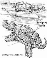 Coloring Turtle Snapping Alligator Pages Getcolorings sketch template
