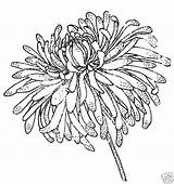 Chrysanthemum Drawing Colouring Stamps Chrysanthemums sketch template