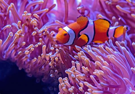 beautiful reef safe fish invertebrates aquaticstories