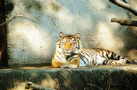 siberische tijger panthera tigris altaica dierenstuff