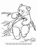 Drawing Pages Coloring Animal Panda Drawings Animals Bear Giant Honkingdonkey Activity Kids Print sketch template