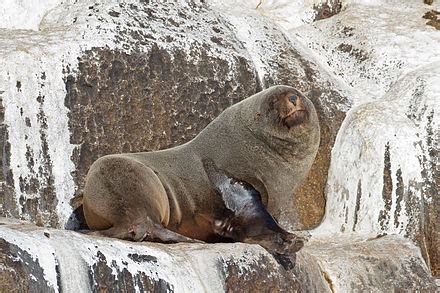 brown fur seal wiki everipedia