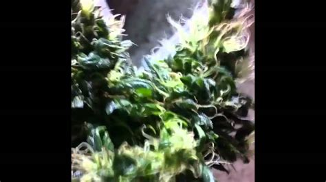 mini marijuana plant youtube
