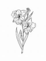 Gladiolus Coloring Pages Flower Flowers Recommended Printable sketch template