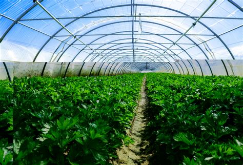 agribusiness differs   conventional business