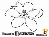 Magnolia Yescoloring Designlooter sketch template