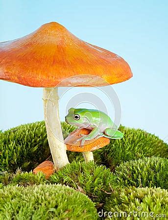 frog  mushroom royalty  stock photography image