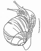 Coloring Snail Colouring Pages Popular Kids Coloringhome sketch template