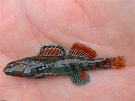 orangethroat darter blue river