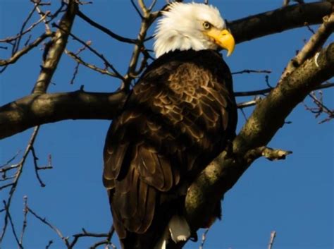 Bald Eagle Facts Hancock Wildlife Foundation