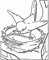 Nest Bird Drawing Getdrawings sketch template