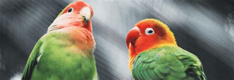 dit zijn de  meest populaire vogelnamen van  petplannl