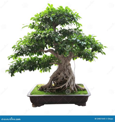 bonsai banyan tree royalty  stock photo image