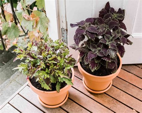 coleus indoor plant care growing guide