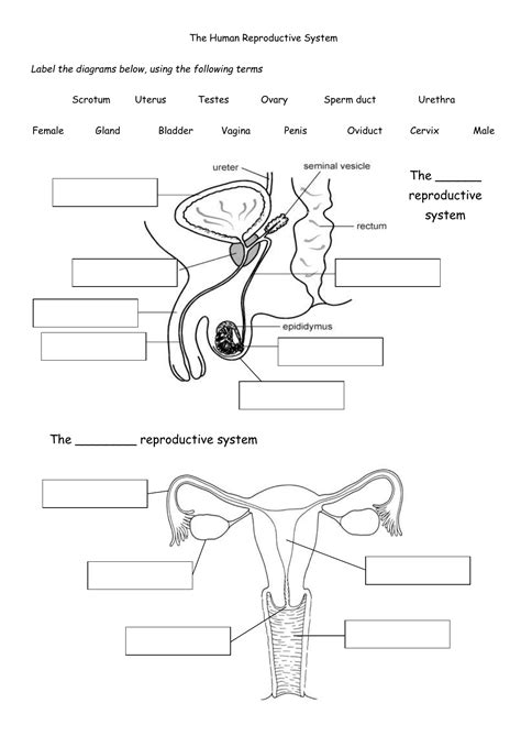blank diagram of human reproductive systems labeled female