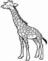 Giraffe Coloring Head Getcolorings sketch template