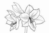 Amaryllis Flower Drawing Outline Lilly Bouquet Hippeastrum Floral Sketch Foliage Illustration Spring Isolated Getdrawings Vector Macro Element Closeup Front sketch template