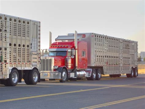 transportation  important part  cattle industry  livestock