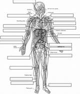 Anatomy Arteries Circulatory System Label Body Human Worksheets Printable Worksheet Diagram Labeling Physiology Veins Coloring Major Vessels Artery Blood Systems sketch template
