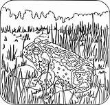 Toad Pages Coloring4free Openclipart Epa sketch template