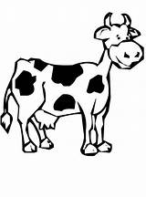 Vaca Colorat Planse Desene Animale Vacute Domestice Imaginea Educative Trafic Fise Cheie Cuvinte sketch template