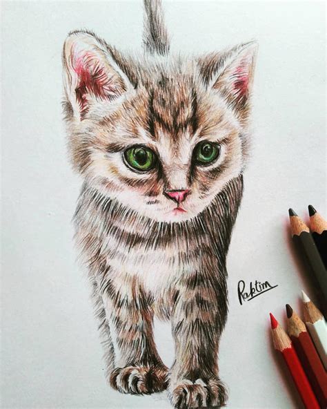 drawing  cat rdrawing