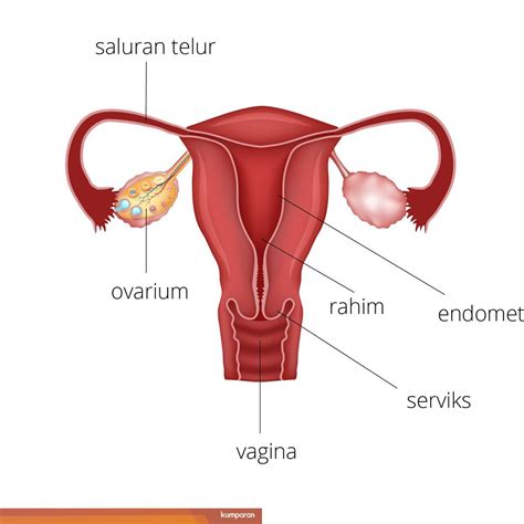 gambar rahim jatuh peringkat awal naxskop