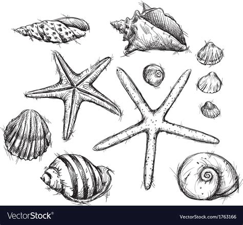 selection  sea shells drawings royalty  vector image