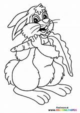 Carrot Rabbit Rabbits sketch template