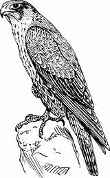 Falcon Coloring Peregrine Bird Hawk Halcon Peregrino Pages Vector Sketch Clip Drawing Realistic Raptor Prey Clipart Cliparts Animal Openclipart Clker sketch template