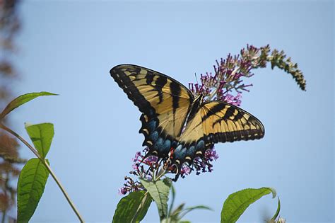 a view from the beach the swallowtails are out in the garden