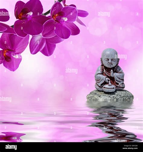 zen  feng shui background zen stoneorchid flowers  buddha
