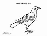 Myna Coloring Bird Common Hawaii sketch template