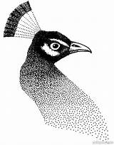 Stippling Peacock Stipple Stippled Dotted Pxleyes Pointillism Pointilismus Supple Pointillismus Punktierung Homecolor sketch template