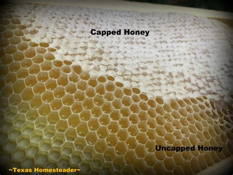 beekeeping beehive honey frame honeybee capped honey uncapped harvest texashomesteader texas
