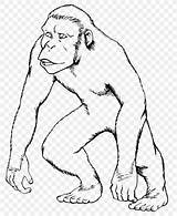 Gorilla Apes sketch template