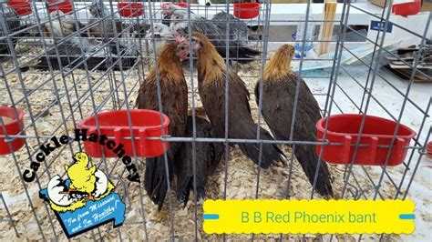 Black Breasted Red Phoenix Bantam Chickens Cackle Hatchery®