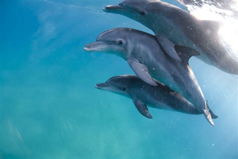 facts   mammal dolphins