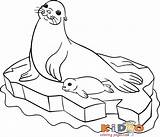 Seal Pages Kids Colouring Coloring Print sketch template