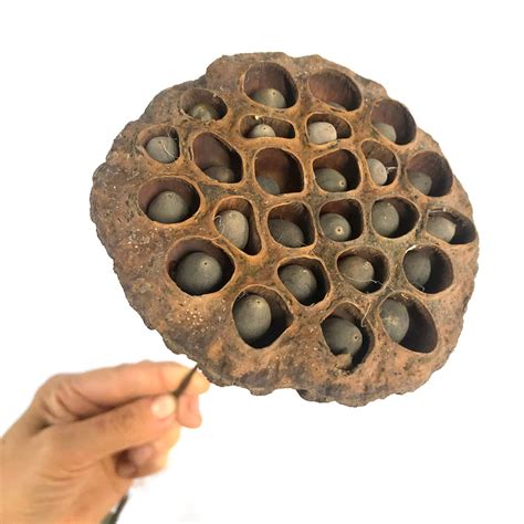 Natural Dry Lotus Seed Pod Flower Stem With Seed Brown Style 3 Ebay