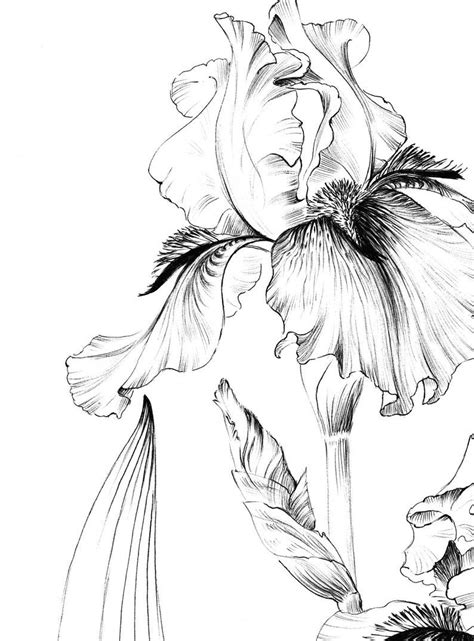 black  white drawing  flowers   white background