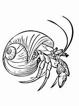Hermit Crab Coloring Pages Printable Kids Crabs Bestcoloringpagesforkids Print sketch template
