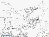 Caribou Coloring Pages Getcolorings sketch template