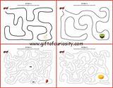 Ant Mazes Insect Ants Giftofcuriosity Skills sketch template