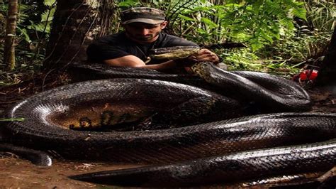 Man Eaten Alive By Anaconda To Hit Your Screen Soon World News