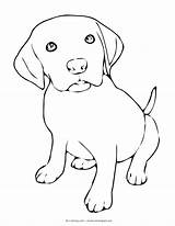 Coloring Puppy Pages Labrador Dog Retriever Puppies Drawings Dogs Sad Cartoon Beagle Line Color Colouring Animal Realistic Drawing Thecoloringbarn Lab sketch template