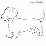 Dog Weiner Dachshund Wirehaired Puppy sketch template
